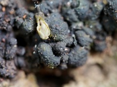 Kretzschmaria micropus