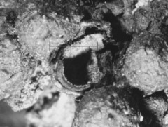 Kretzschmaria micropus