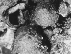 Kretzschmaria micropus