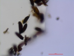 Kretzschmaria micropus