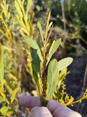 Acacia obtusata