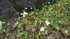 Pinguicula alpina