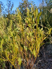 Acacia obtusata