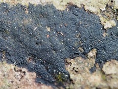 Annulohypoxylon stygium