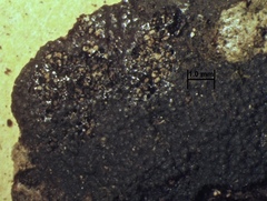 Annulohypoxylon stygium