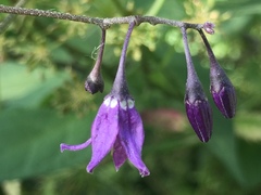 Solanum dulcamara