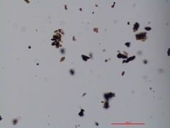 Annulohypoxylon stygium