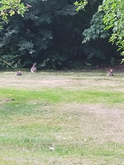 Oryctolagus cuniculus