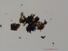 Annulohypoxylon stygium