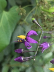Solanum dulcamara