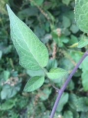 Solanum dulcamara