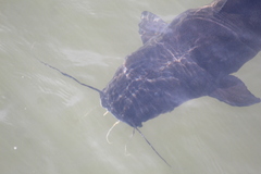 Steindachneridion melanodermatum