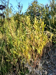 Acacia obtusata