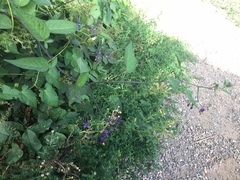 Solanum dulcamara