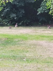 Oryctolagus cuniculus