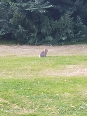 Oryctolagus cuniculus