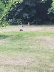 Oryctolagus cuniculus