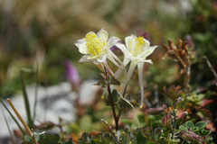 Aquilegia pubescens