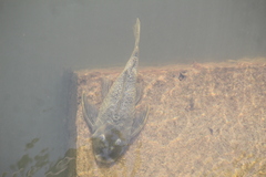 Hypostomus myersi