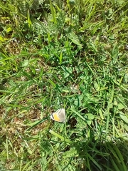 Coenonympha pamphilus