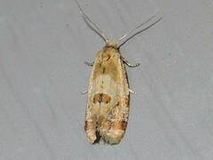 Aethes interruptofasciata