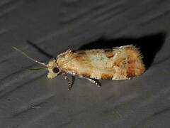 Aethes interruptofasciata