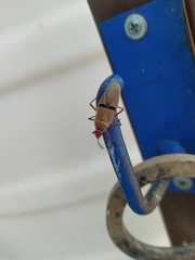 Dysdercus bimaculatus