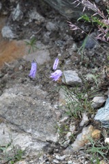Campanula excisa