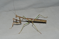 Stagmomantis domingensis