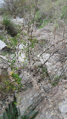 Xanthium catharticum