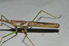 Stagmomantis domingensis