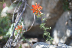 Castilleja disticha