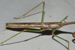 Stagmomantis domingensis