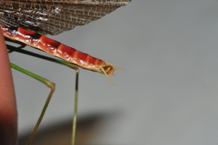 Stagmomantis domingensis