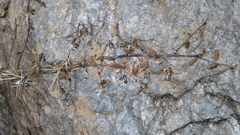 Xanthium catharticum