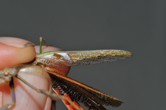Stagmomantis domingensis