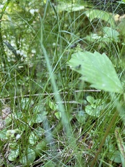 Orthilia secunda