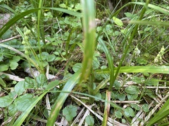 Orthilia secunda