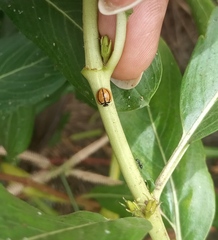 Cheilomenes propinqua vicina