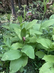 Cypripedium reginae