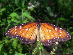 Danaus eresimus plexaure