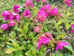 Rhododendron camtschaticum
