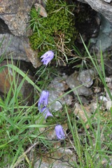 Campanula excisa