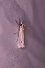 Crambus girardellus