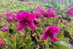 Rhododendron camtschaticum
