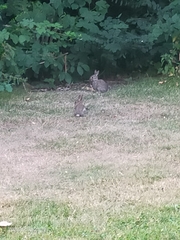 Oryctolagus cuniculus