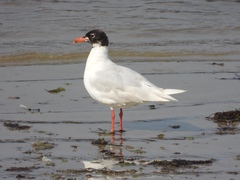 Ichthyaetus melanocephalus