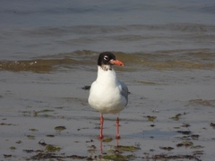 Ichthyaetus melanocephalus