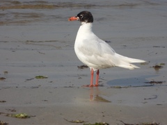 Ichthyaetus melanocephalus