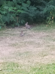 Oryctolagus cuniculus